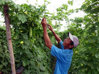 Vĩnh Phúc Sản xuất trồng trọt tuy còn khó khăn nhưng vẫn giữ được ổn định