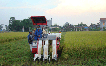 Rộn rã ngày mùa