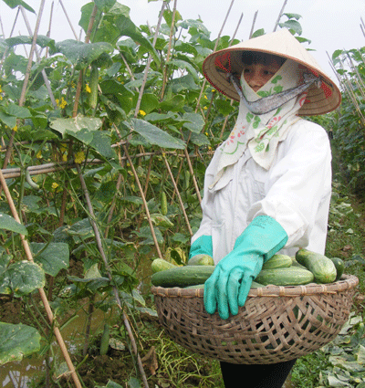 Thị trấn Hợp Hòa Huyện Tam Dương, tỉnh Vĩnh Phúc  Thu nhập bình quân đầu người đạt trên 16 triệu đồng