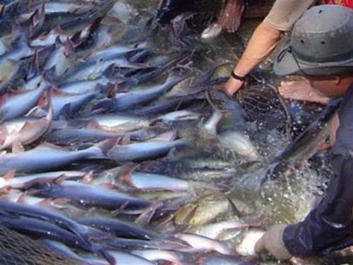 Bến Tre đẩy mạnh nuôi cá tra theo VietGAP  Tạp chí Thủy sản Việt Nam