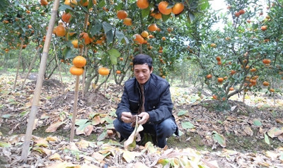 Xã Tân Dân Khoái Châu, Hưng Yên  Làm giàu từ trồng cam đường canh xen lẫn cây dược liệu