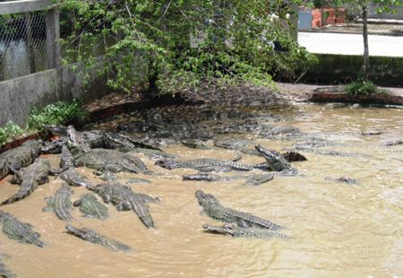 Cá sấu trong công viên trung tâm thành Vinh Nghệ An Chủ quản xin trả  nhưng không có nơi thả