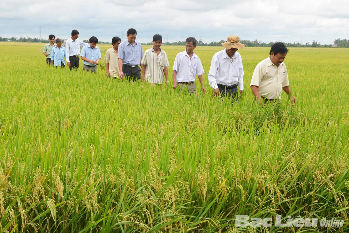 Bạc Liêu: Sản xuất lúa theo cánh đồng mẫu lớn lợi nhuận cao