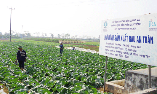 Thừa ThiênHuế Nhân rộng mô hình sản xuất rau an toàn  Ảnh thời sự trong  nước  Kinh tế  Thông tấn xã Việt Nam TTXVN