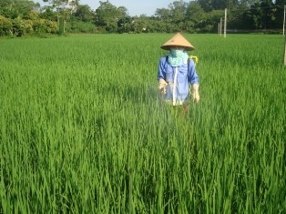 Tăng cường phòng trừ một số sâu bệnh hại trên lúa mùa