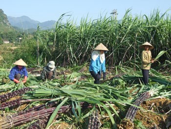 Liên kết dọc và liên kết ngang là gì?
