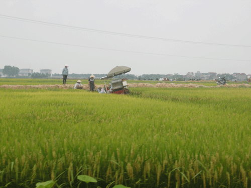 Hà Nội khảo nghiệm để chọn ra bộ giống phù hợp đối với sản xuất lúa của địa phương