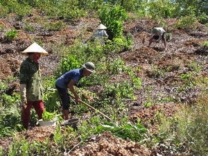 Yên Thế Diện tích rừng trồng mới đạt 81,4 kế hoạch năm