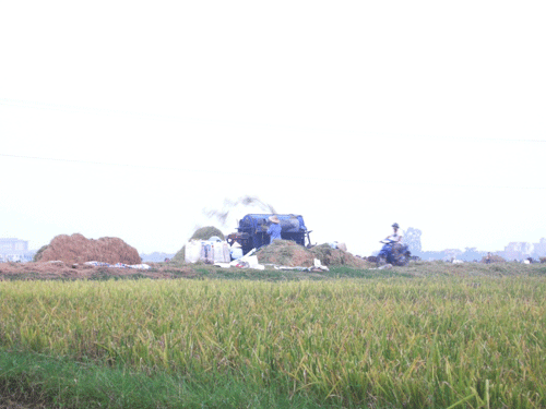 Yên Thế đã thu hoạch được 90 diện tích lúa chiêm xuân
