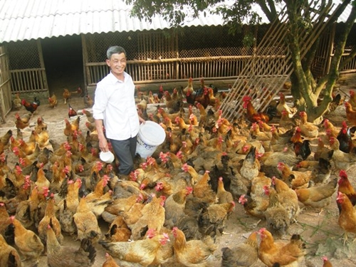 Gà đồi Yên Thế, 1 trong 3 nông sản chủ lực của tỉnh Bắc Giang