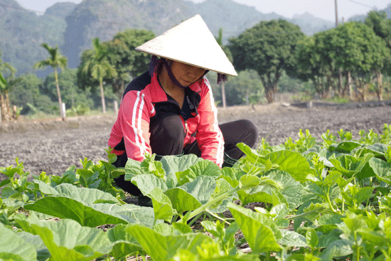 Triển khai chính sách tín dụng phục vụ nông nghiệp, nông thôn