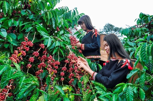 Đắk Lắk tiếp tục phát triển cà phê đặc sản