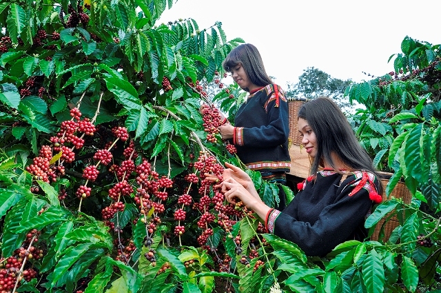 Ngày 4/2: Trong tuần qua giá cà phê, giá tiêu đều ghi nhận tăng