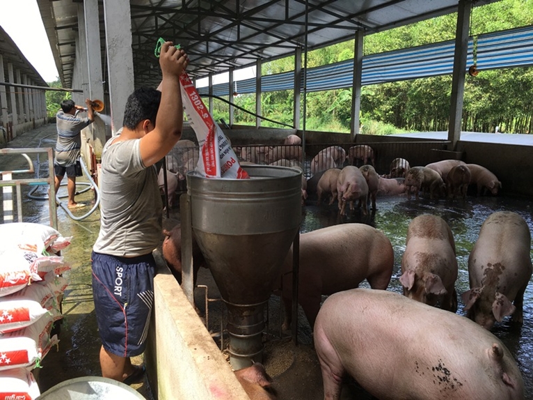 Tăng cường phối hợp bình ổn thị trường thịt lợn