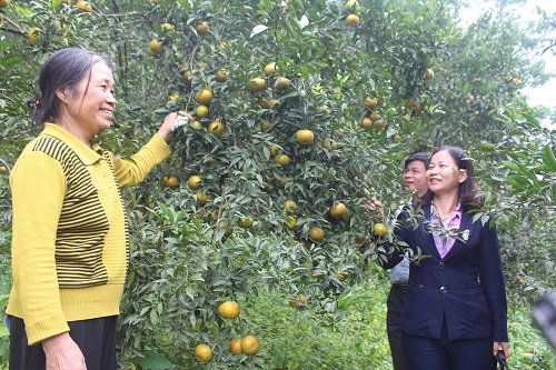 Lục Yên phát huy hiệu quả Quỹ hỗ trợ nông dân