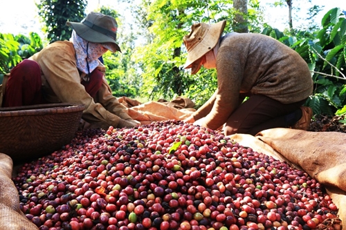 Phát triển thị trường xuất khẩu cà phê Việt Nam năm 2020