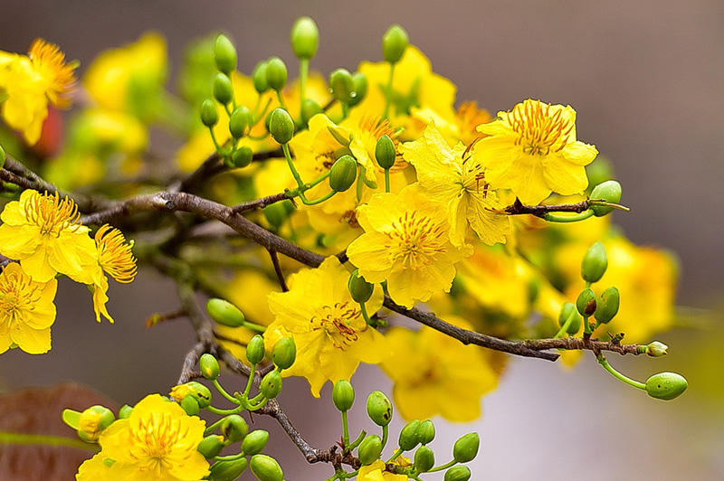 Mai vàng phương Nam là một cảm hứng thú vị với sắc vàng óng ả trên những cành mai. Với nét đặc trưng của hoa Tết, mai vàng mang ý nghĩa sự may mắn, tình yêu và quyền lực, tạo nên những khoảnh khắc truyền thống, ấm áp cho mùa Tết đến.