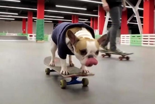 Màn trình diễn của chú chó biết “trượt ván” ở Nga