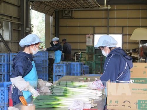 Việt Nam phối hợp chặt chẽ với Nhật Bản bảo đảm sức khỏe thực tập sinh