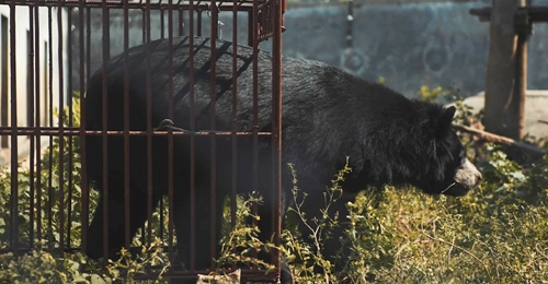 Ra mắt phim ngắn kêu gọi chấm dứt việc nuôi nhốt gấu