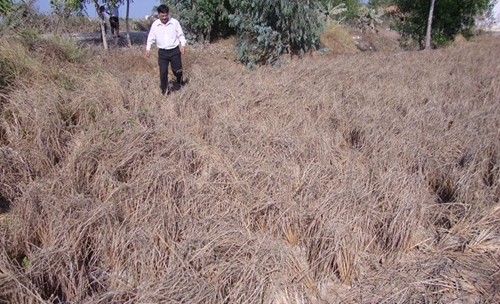 Đồng bằng sông Cửu Long 39 000 ha lúa bị thiệt hại do hạn mặn