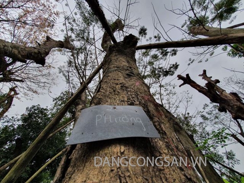 106 cây xanh “nhường” đất cho dự án đường sắt Nhổn - Ga Hà Nội Bị lãng quên