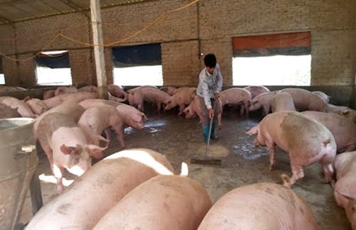 Hà Nội Đẩy mạnh các giải pháp để giảm giá thịt lợn hơi còn từ 65 000 đến 60 000 đồng kg