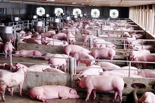 Chăn nuôi lợn hướng tới tập trung công nghiệp
