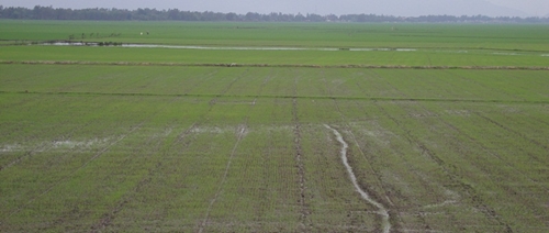 Long An phấn đấu sản lượng lúa đạt trên 2,7 triệu tấn