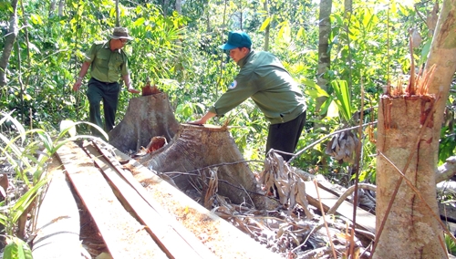 Phú Yên Chuyển hồ sơ vụ khai thác rừng trái phép sang cơ quan Công an