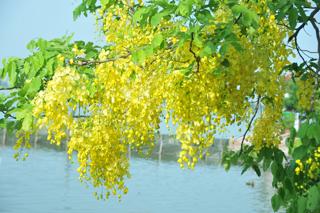 Nhuộm vàng hồ Tây: Hồ Tây nổi tiếng với vẻ đẹp thanh thoát và lãng mạn cùng với màu xanh bát ngát của nước. Hãy ngắm nhìn những ánh nắng vàng rực rỡ đang phản chiếu trên mặt nước hồ, tạo nên một cảnh tượng tráng lệ và đẹp đến say đắm lòng người.