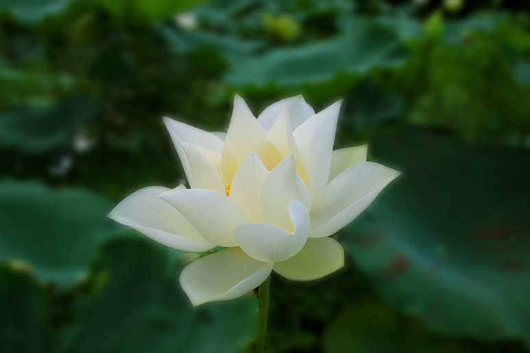 Hãy khám phá chi tiết bức tranh với hoa sen trắng tuyệt đẹp này để cảm nhận sự tinh khôi, thanh nhã và trong trẻo của loài hoa linh thiêng này.
