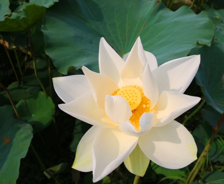 Hoa sen trắng: Hình ảnh hoa sen trắng tinh khôi và cao quý gợi lên sự tôn trọng và ngưỡng mộ. Chúng ta hãy cùng ngắm nhìn hình ảnh này và thưởng thức vẻ đẹp đầy thần thái của hoa sen trắng.