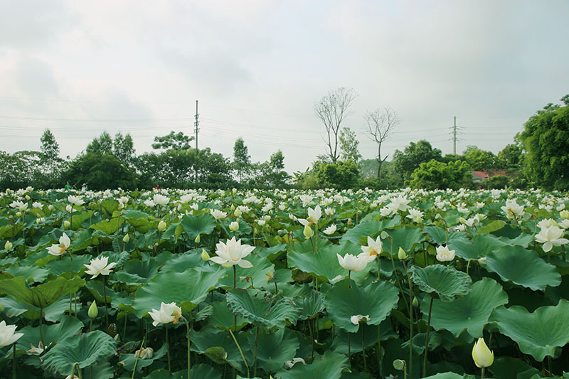 Hoa sen trắng - Một trong những loại hoa đẹp nhất của Việt Nam, hoa sen trắng mang nét tinh khiết của tâm hồn vào mùa xuân. Hình ảnh hoa sen trắng khiến chúng ta liên tưởng tới sự thanh lọc và tinh tuyền. Nếu bạn yêu thích thiên nhiên và đẹp, hãy xem hình ảnh về hoa sen trắng!