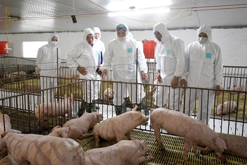 Cần tăng nhanh đàn giống để khôi phục chăn nuôi lợn