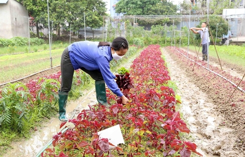Hà Nội dự kiến mở rộng thêm từ 3 000 - 4 000 ha sản xuất rau an toàn