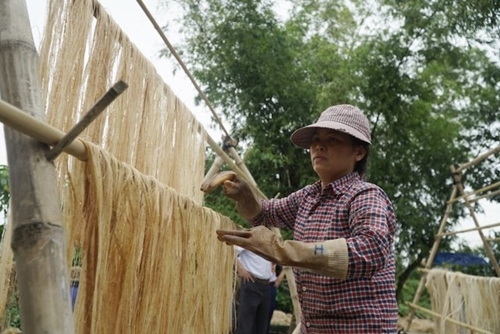 Kỳ vọng sợi chuối Việt Nam vươn tầm thế giới