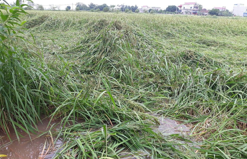 Nam Định: Gần 12 nghìn ha lúa mùa và cây vụ đông bị ảnh hưởng do bão số 7

​



​