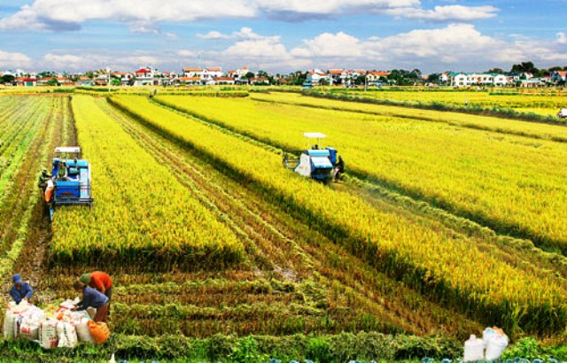 Giảm chi phí trong mô hình Sản xuất lúa gạo bền vững
