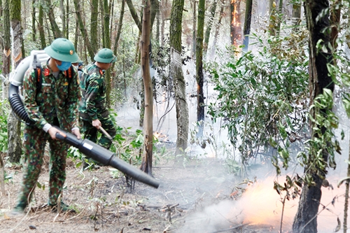 Khống chế và dập tắt đám cháy trên 4ha rừng thông