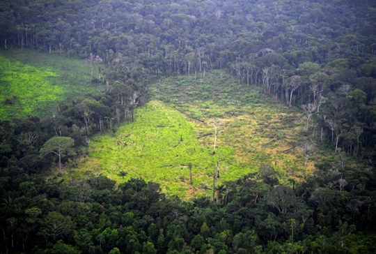 WWF Hơn 43 triệu ha rừng đã biến mất trong thập kỷ qua