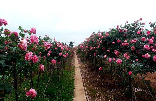 Rực rỡ sắc hoa hồng cổ ở Phù Vân
