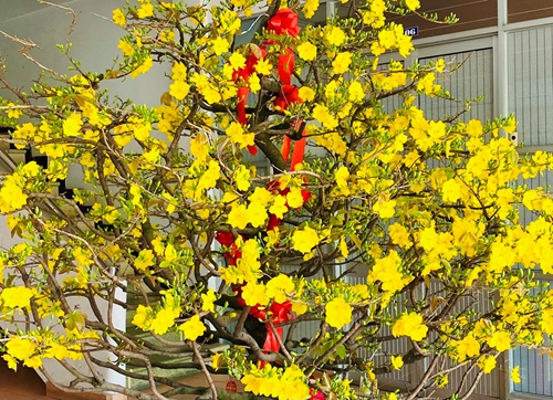 TP Hồ Chí Minh Trăm hoa xuân khoe sắc
