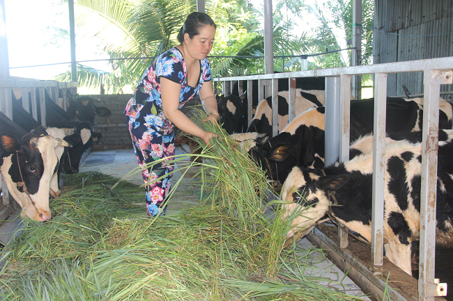 Phát triển chăn nuôi bò sữa ở Sóc Trăng  Xã hội  Báo ảnh Dân tộc và Miền  núi