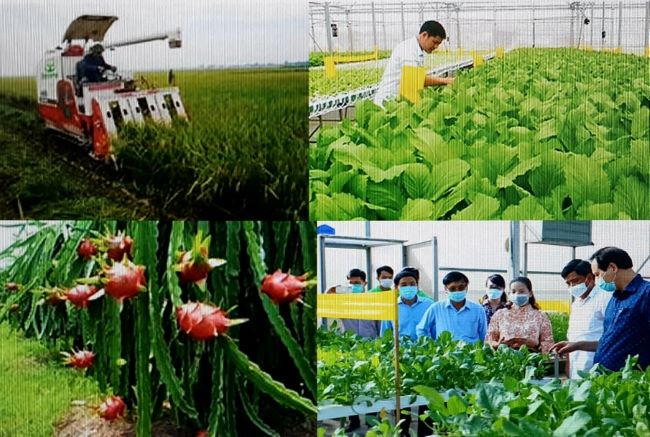 Tổng hợp các mô hình sản xuất nông nghiệp có hiệu quả nhân rộng trên địa  bàn tỉnh Hậu Giang