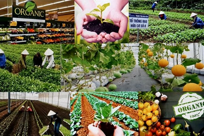 Top với hơn 72 về mô hình trồng rau sạch kinh doanh hay nhất  Tin học Đông  Hòa