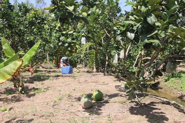 Sóc Trăng: Phát huy tiềm năng sản xuất cây ăn trái