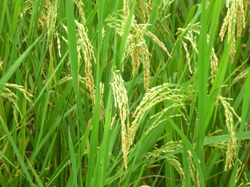 Thái Thụy Hoàn thành kế hoạch phòng trừ sâu bệnh cho lúa mùa năm 2021