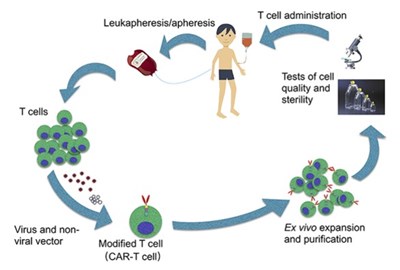 Các tế bào lympho T làm việc như thế nào để chuẩn bị phản ứng miễn dịch?

