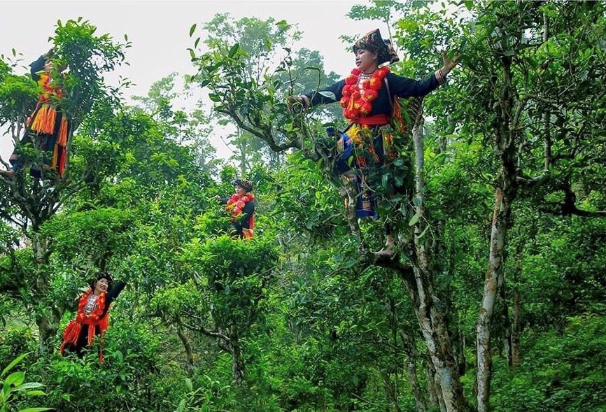 Nâng cao giá trị chè Khau Mút